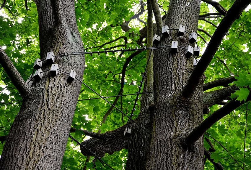 Cable Trees