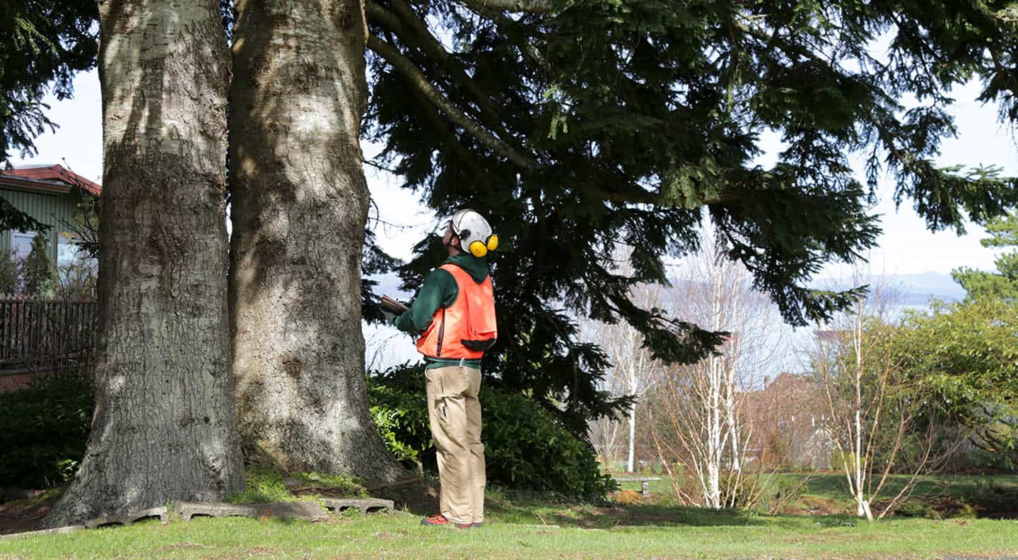 Hazardous Tree Assessment