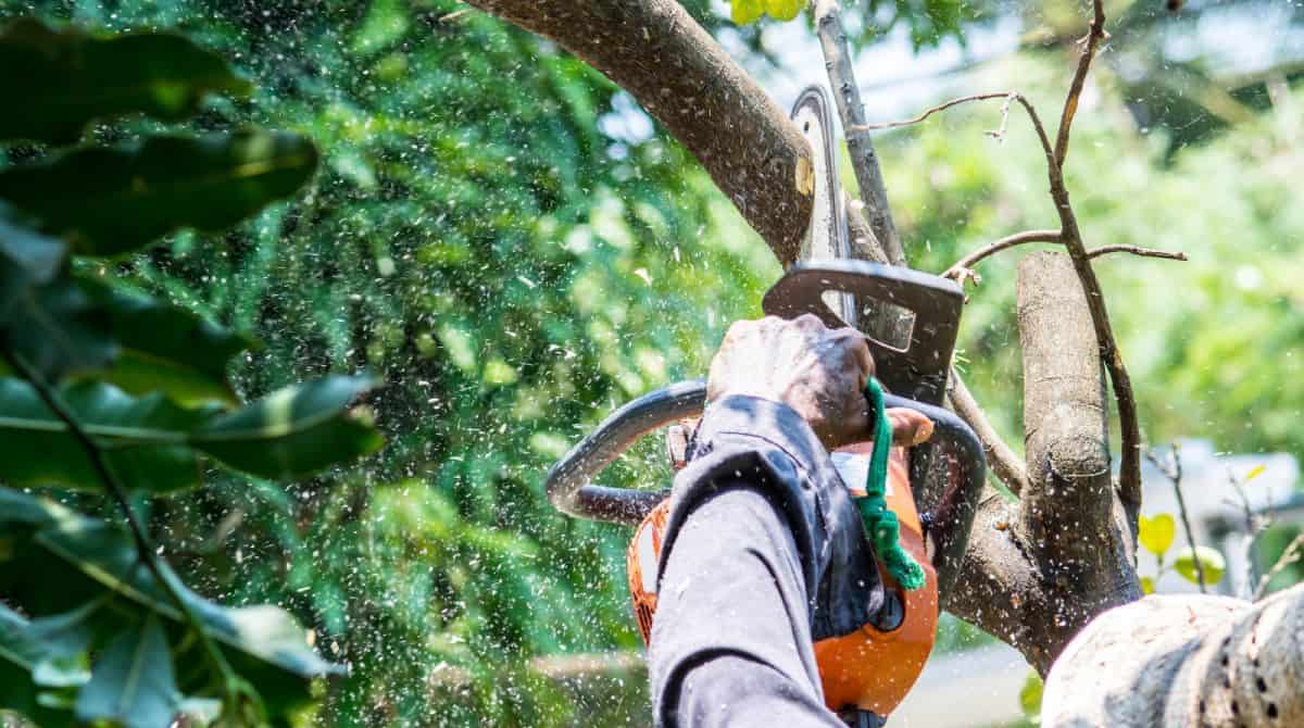 Tree Insect Treatment