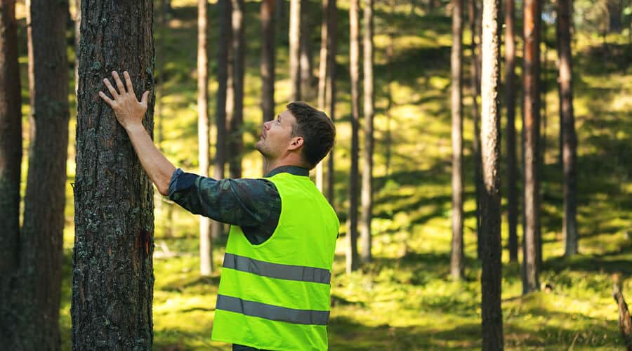 Tree Health Inspection